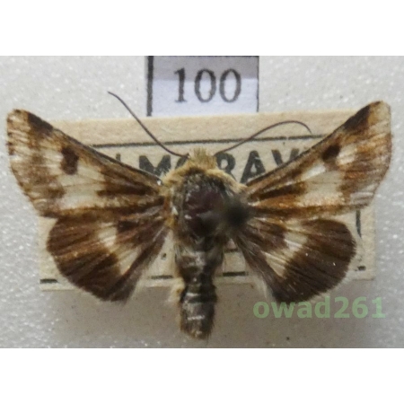 Schinia cardui (Hübner, 1790) Czech100